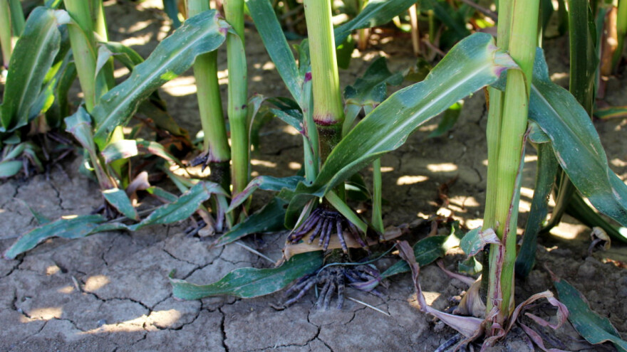 Genetski modifikovani usevi na pragu EU?