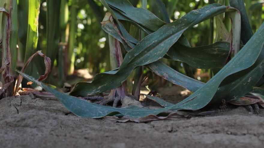 RHMZ: Najveći deficit padavina u julu zabeležen u Vojvodini