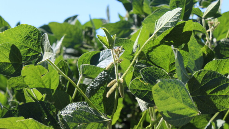 Koprivina grinja u soji - kada i s čim tretirati?