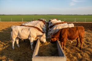 PPK Valpovo ulaže 10 milijuna kuna u stočarsku proizvodnju