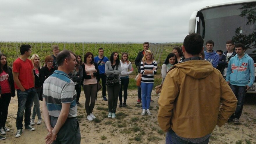 Bit će grožđa i za ledenu berbu