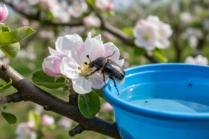 Praćenje i suzbijanje dlakavog ružičara