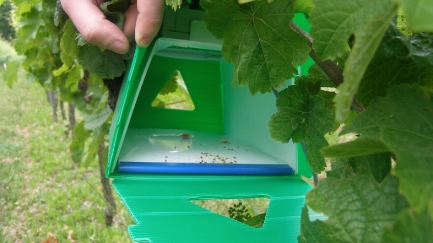 Bayer savjeti za vinogradare 23.-29.06.2014.