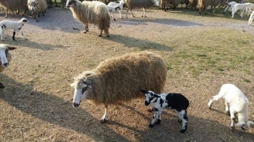 Najmlađa smo zemlja u EU, no po zaštiti proizvoda držimo visoko 12. mjesto!