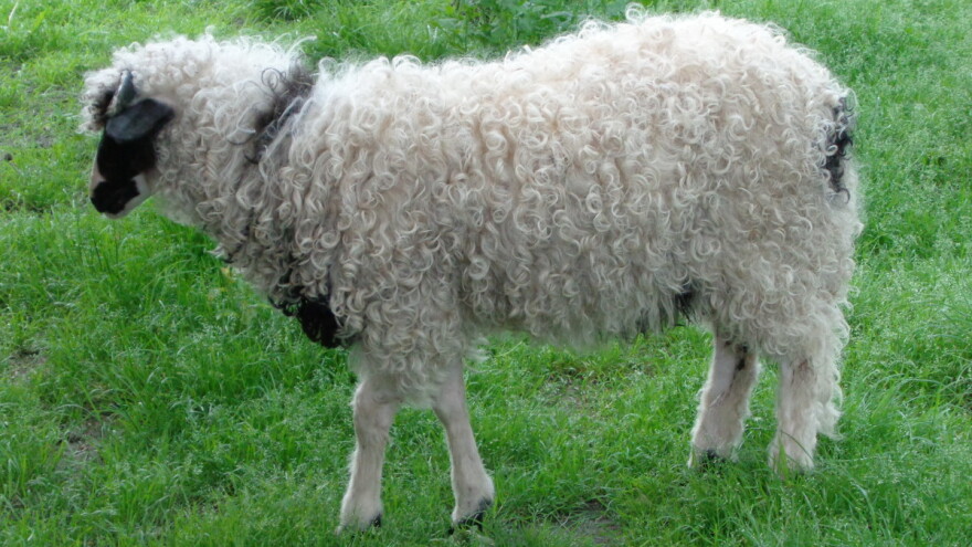 Sir iz mješine od ovce pramenke - lakši pristup budućim IPA sredstvima