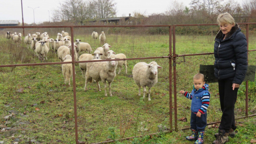 Dugove im plaćali ovcama i odveli u poljoprivredu!