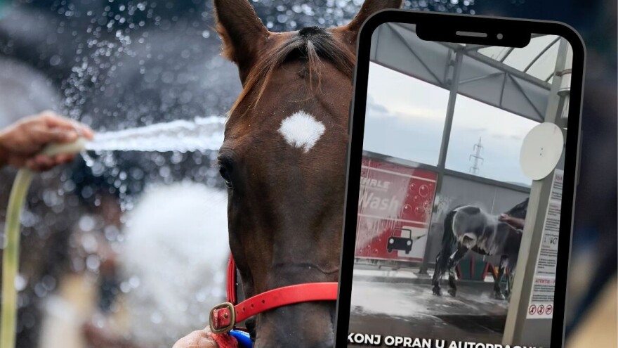 Pranje konja u autoperionici zgrozilo društvene mreže: Ovo je za prijavu, nije za lajkove