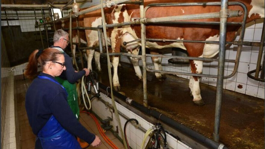 Dnevno prerade 100 litara mlijeka u prvorazredni sir