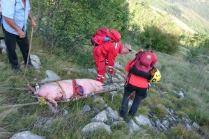 Nesvakidašnja akcija HGSS-a: Spasili ranjenog i iznemoglog prasca!