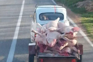 Drniški fićo u povratku s kolinja pomeo internet