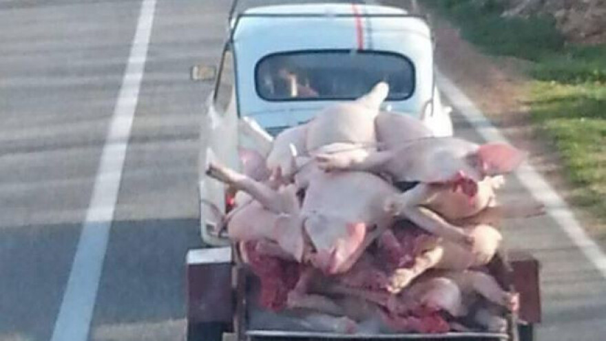 Drniški fićo u povratku s kolinja pomeo internet