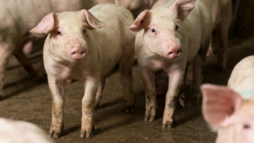 Čitava proizvodnja na Rajinim plećima