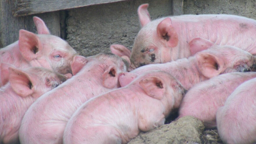 Pokušali prokrijumčariti 69 prasadi