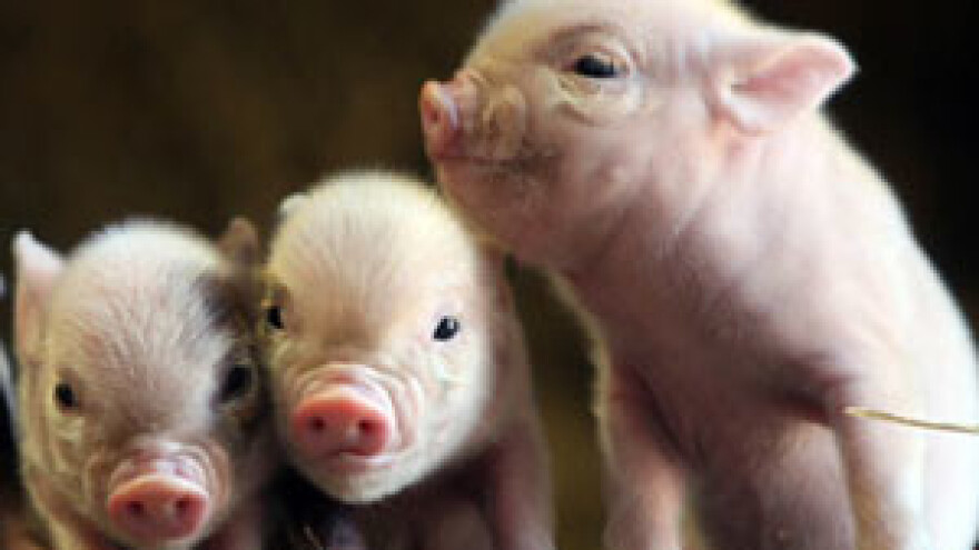 U svinjogojstvu poticaj uzimaju klaoničari