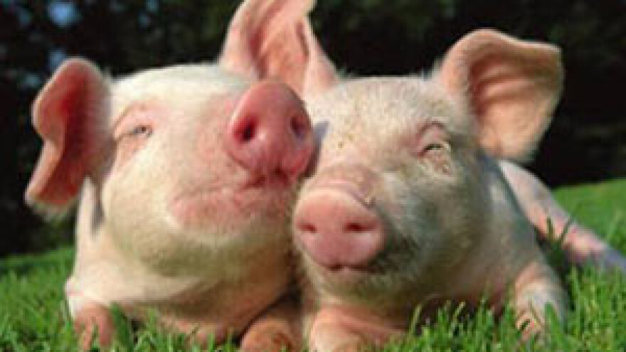 Zaraženom hranom stoka se uništava