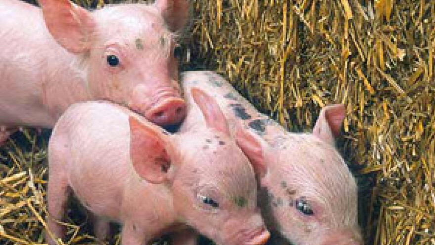 Svinjogojci na koljenima