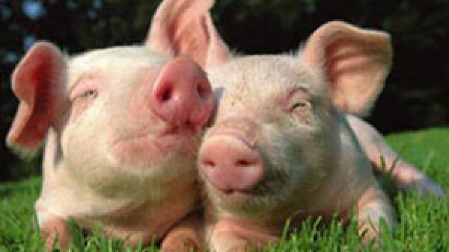 Otkup utovljenih svinja