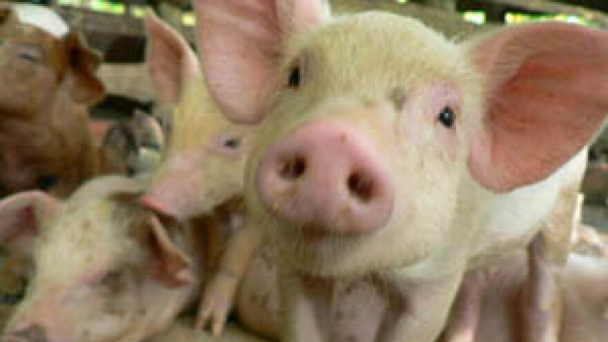 Kosor otvorila farmu svinja