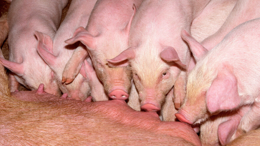 Kina obnavlja stada svinja - blizu su razine iz 2017.?