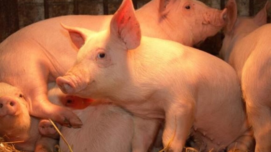 Za isti novac umjesto prasetine - janjetina