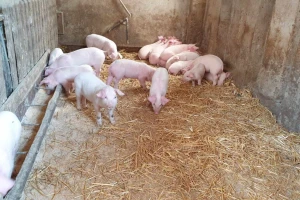 Kome će biti isplaćena dva miliona KM za saniranje posljedica afričke kuge svinja?