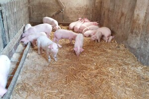 Kome će biti isplaćena dva miliona KM za saniranje posljedica afričke kuge svinja?