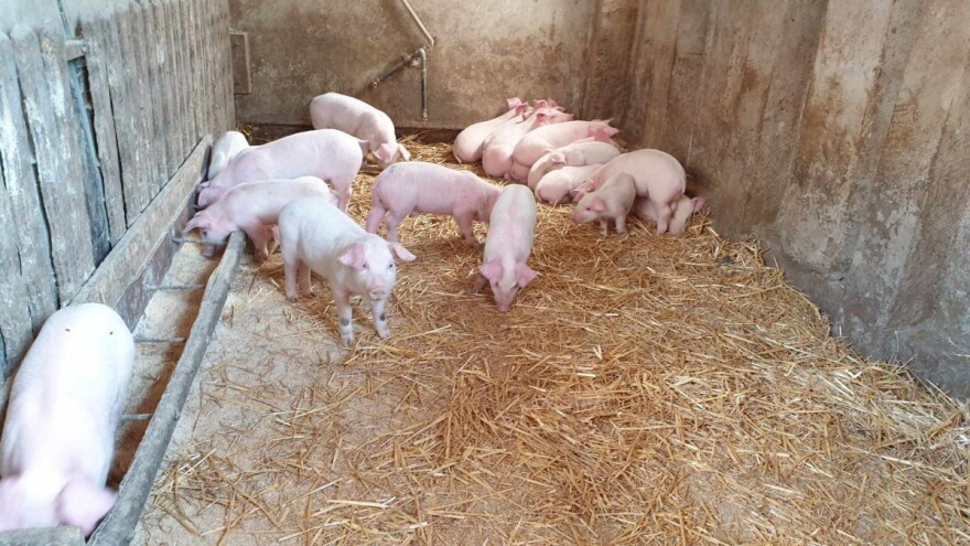 Kome će biti isplaćena dva miliona KM za saniranje posljedica afričke kuge svinja?