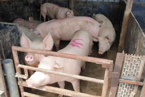 Svinjogojci, zahtjeve za potporu podnesite do 15. veljače