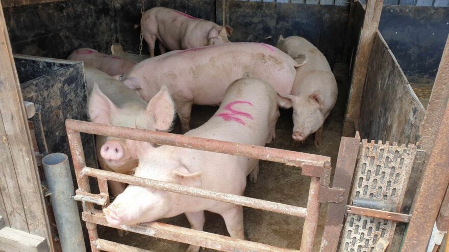 Svinjogojci, zahtjeve za potporu podnesite do 15. veljače