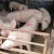 Od lani bez novog slučaja afričke svinjske kuge, širenju zaraze pogodovale dezinformacije?