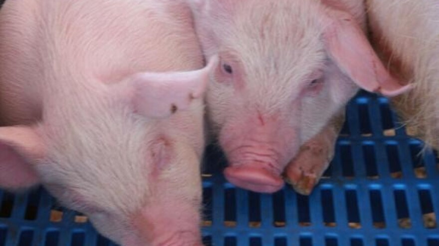 Višefazna hranidba svinja kašastom hranom