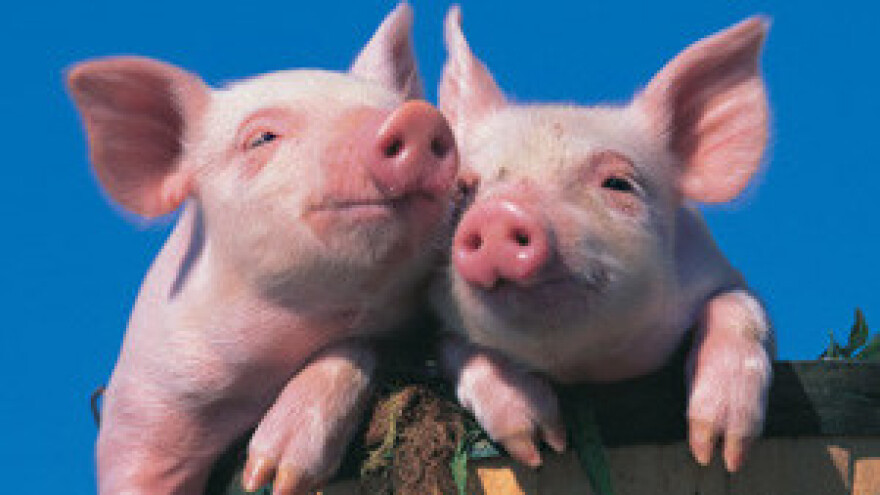 Pravila EU: Po kućama mogu klati samo "diplomirani"