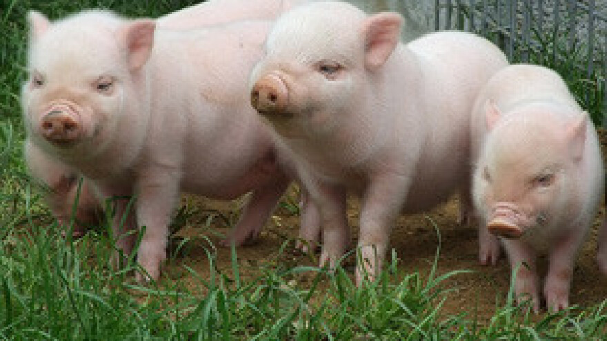 Padom stočarske proizvodnje veterinarstvo pred velikom prekretnicom