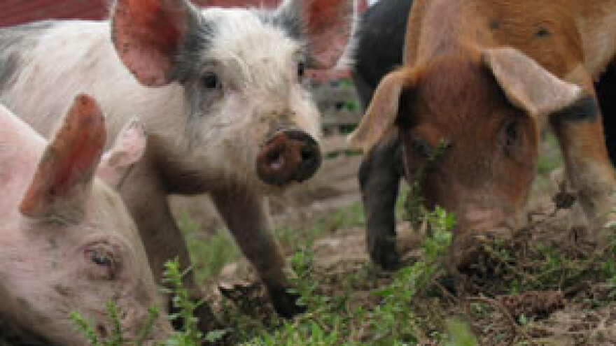 Svinjogojci na prosjačkom štapu