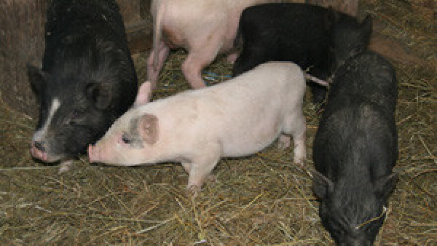 Prasci su ponovno skuplji od janjića