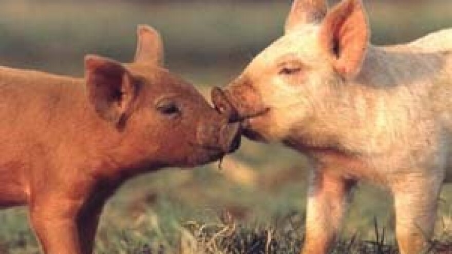 Prasci dosegnuli cijenu janjadi