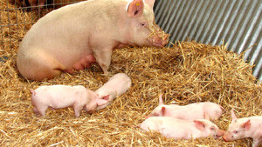 Panika u Slavoniji: Nema kiše, ali ni - odojaka!