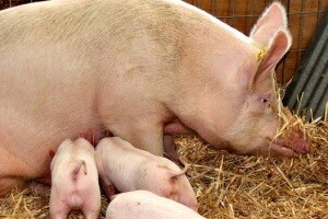 Isplaćeno više od 1,4 milijuna kuna za dva završena IPARD projekta