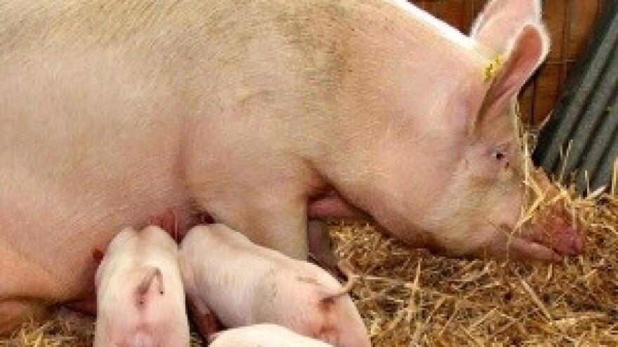 Isplaćeno više od 1,4 milijuna kuna za dva završena IPARD projekta