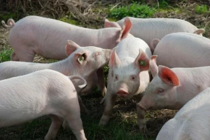 Porast cijene odojaka za 13,64 posto!
