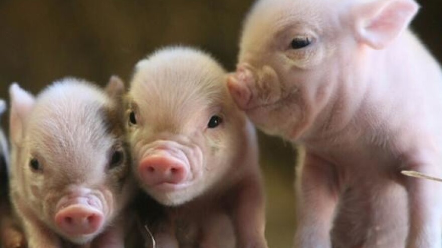 Niču nove svinjogojske farme