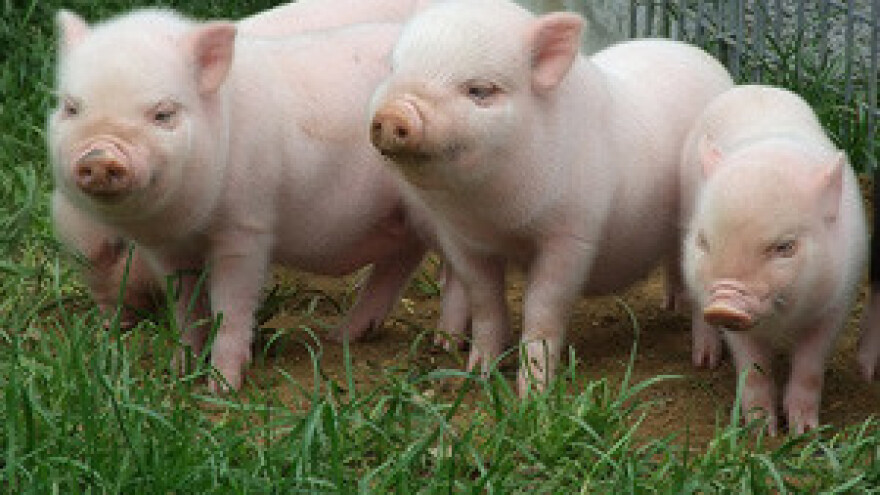 Na pomolu veliki uvoz svinja