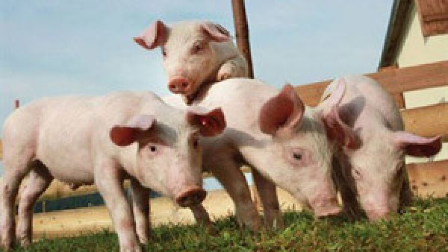 Propada jedini stočni sajam u Đakovštini