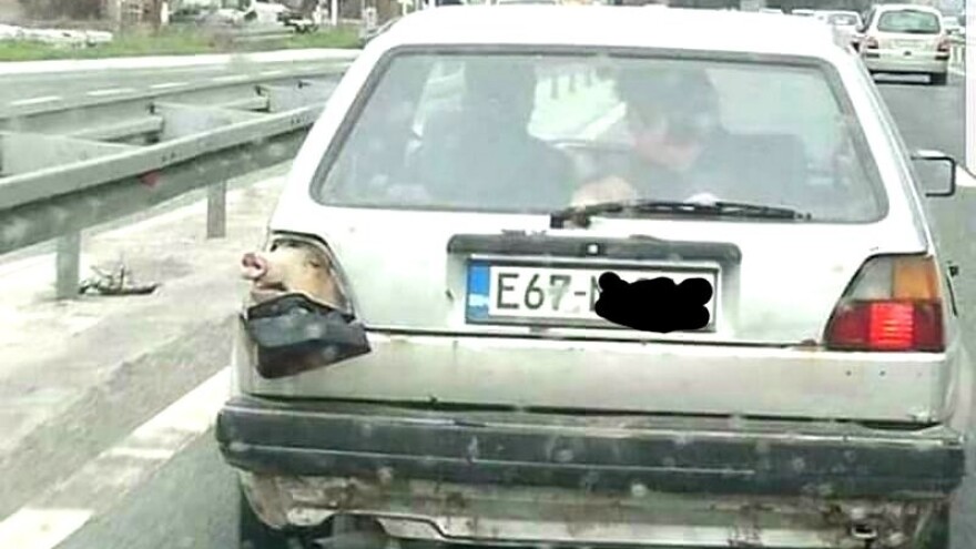 Umjesto žmigavca - svinjska njuška