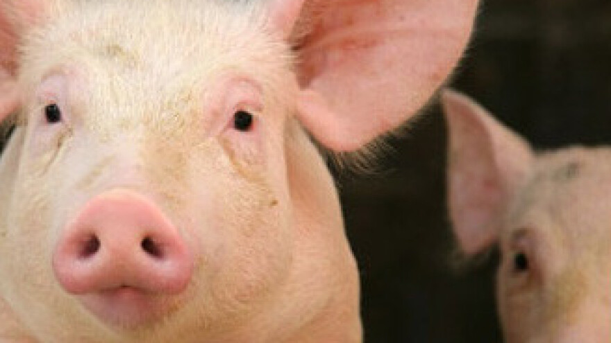 Nedostaje 40 posto svinjskog mesa