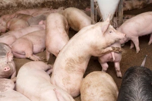 Pogođena još jedna farma svinja u Bugarskoj - otkrivena afrička svinjska kuga