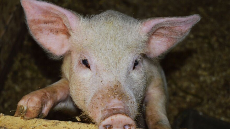 Vakcinacija protiv svinjske kuge ukida se od 01. oktobra