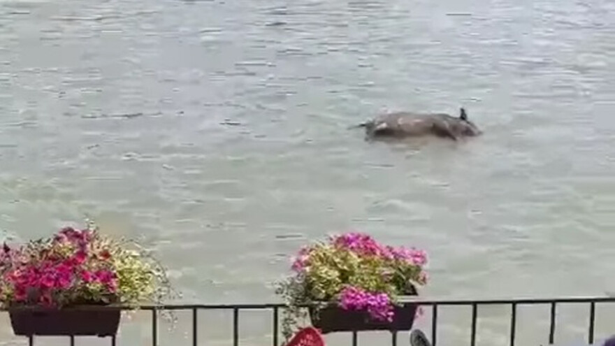 Mrtvo prase pluta Dunavom, šta se desilo?
