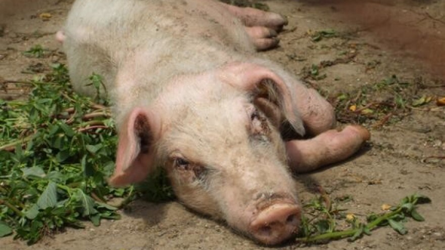 Svinje najjeftinije u Osječko-baranjskoj županiji