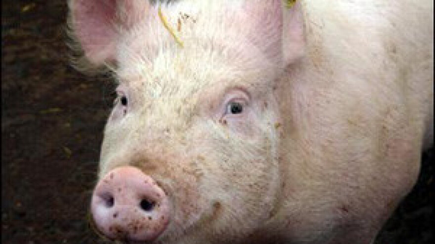 Javni natječaj za sufinanciranje otkupa utovljenih svinja